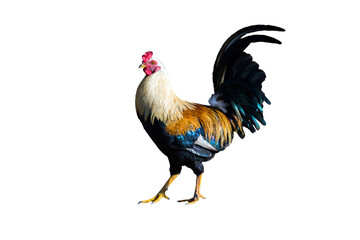 desi rooster PNG, cock isolated on white background ,PNG