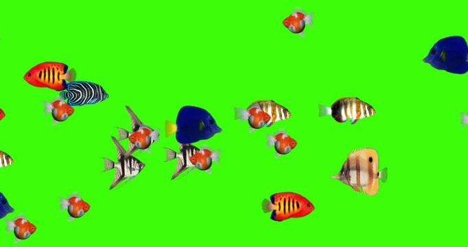 3d Tropical fishes and gold fishes swim in the water animation on the chroma key, freshwater tropical fish species floating rendering in the water on a green screen background