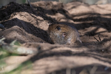 Azara´s Tuco tuco, Ctenomys azarae, La Pampa Province, Patagonia Argentina.