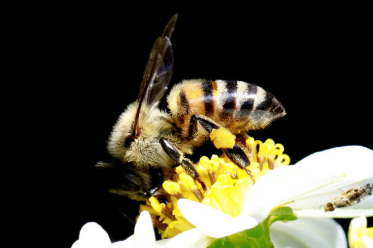 Abelha africana polonizando e colhendo n&eacute;ctar em detalhes macro foto 