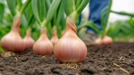 A close up of a bunch of onions growing in the ground, AI