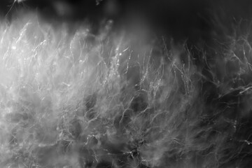 Cottony appearance and the body of rhizopus consists of branched mycelium © taffpixture