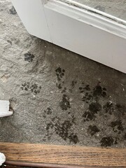 Paw prints