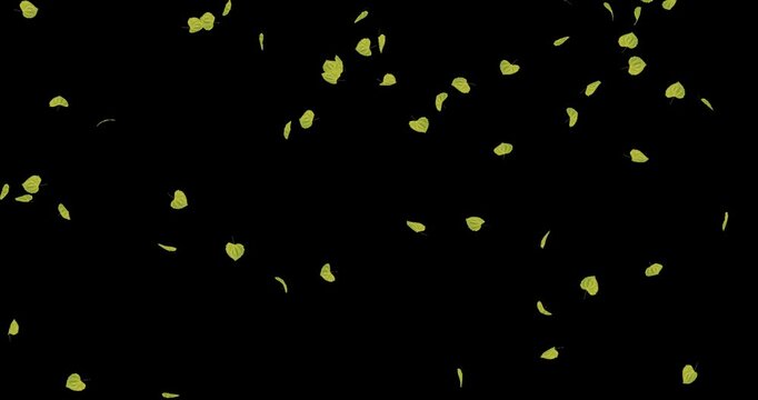 4k Autumn leaves transition Leaves floating and swaying in the wind Falling animation on a black background, 3d leaf falling rendering on alpha channel, alpha matte