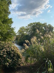 mountain river in the forest