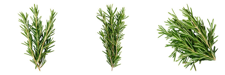 Fototapeta premium Fresh Rosemary Herb Green Aromatic Sprigs Isolated on Transparent Background