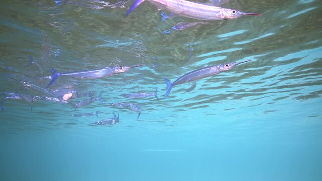 Crocodile needle fish swimming above shallow coral reef - Schooling crocodile needle fish underwater
