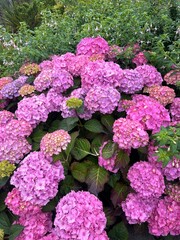hydrangea
