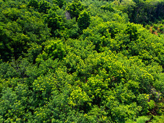 Naklejka premium Aerial view Tropical Rainforest trees mountains