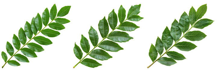 Fototapeta premium Green Curry Leaves Isolated on Transparent Background