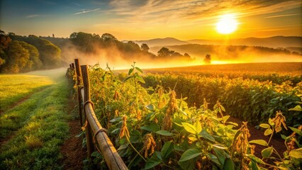 Fototapeta premium rustic morning light illuminates soybeans ripening alongside rustic rural fence line with misty valley background, warm color palette, shallow depth of field, vibrant texture