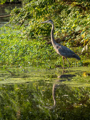 Great Blue Heron standing in wetland, wildlife in natural habitat, birdwatching scene with reflective water, surrounded by marshland vegetation, showcasing conservation and nature.