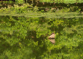 Turtle sunbathing on a piece of a tree trunk surrounded by water with reflecting green foliage.
