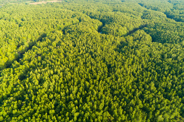 Aerial view Tropical Rainforest trees mountains,Top view green forest background