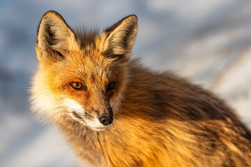 Fox at Yellowstone