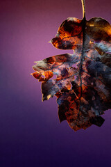 autumn leaves on water