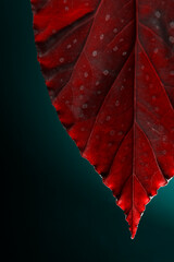 red autumn leaf