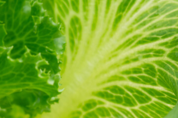 Blurry green leaves background texture