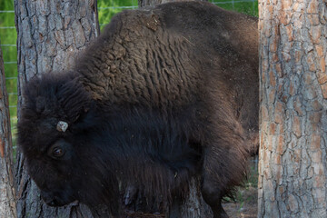 american bison in park