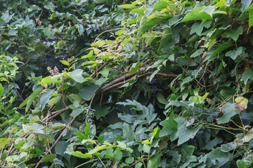 木に絡むエビヅル（Vitis ficifolia Bunge）【エビカズラ】ブドウ科・8月