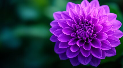 Close-up of a violet flower, vivid purple hues, intricate petal textures, soft green blurred backdrop, sharp focus, realistic style, ideal for floral and botanical themes