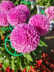 분홍색의 둥근 퐁퐁국화, 팡팡국화 꽃 근접 사진