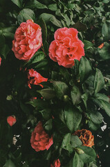 Rainy Day Pink Rose Bush Covered in Glistening Water Drops