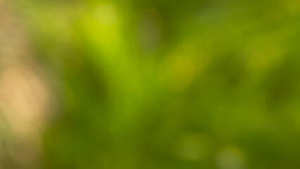 Colorful green blurry abstract background