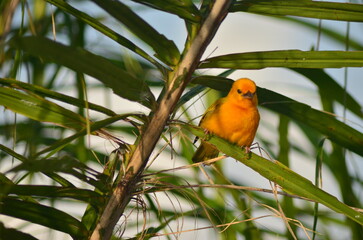 the Africa weaver bird 