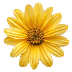 Obraz premium yellow daisy isolated on white on transparent background png