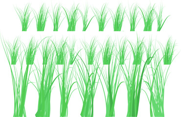 Green grass borders on white background. The grass is very popular in the front yard.