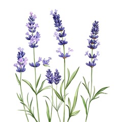Naklejka premium lavender wildflowers, digital illustration clipart on white background 