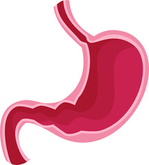 Fototapeta premium Stomach Illustration. 