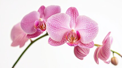 Obraz premium Lily isolated on white background AI Generated