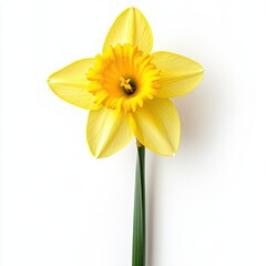 Obraz premium Daffodil isolated on white background AI Generated