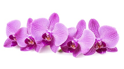 Fototapeta premium Tropical beautiful purple orchid flowers, isolated on white background