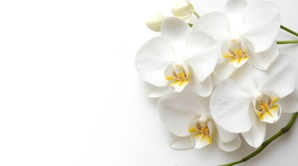Obraz premium orchid flower white background