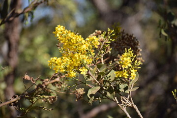 Flor do Cerrado brasileiro