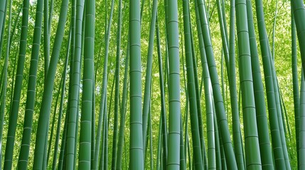 A lush green forest of bamboo trees. The trees are tall and green, and they are spread out across the image. Scene is peaceful and serene, as the bamboo trees create a sense of calm and tranquility