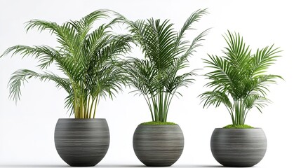 Obraz premium kentia palm tree grey in pots isolated on white background 