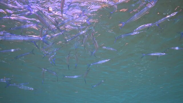Crocodile needle fish swimming above shallow coral reef - Schooling crocodile needle fish underwater