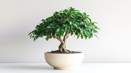 Dwarf umbrella tree in a pot on a white background 