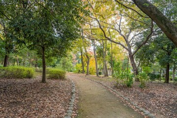 Fototapeta premium 静寂に包まれた秋の公園の情景