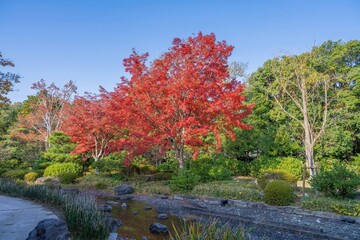 Obraz premium 青空バックに見るモミジの紅葉と渓流のコラボ情景