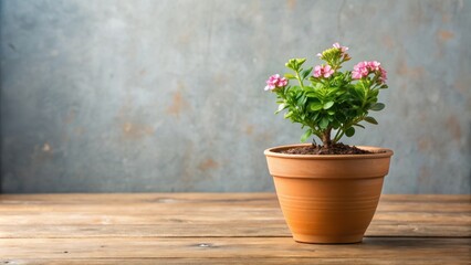 Plant blooming in a ceramic flowerpot , houseplant, foliage, greenery, indoor gardening, floral, bloom