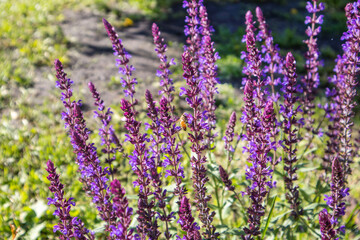 Floral background of lavender blooming in a field, on a sunny summer day, outdoors. Calm bright and relaxing natural landscapes