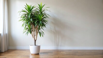 Fototapeta premium Sophisticated and stylish indoor Dracaena tree