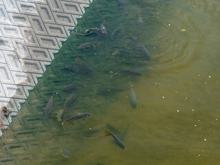 大和川の堤防と鯉の群れ