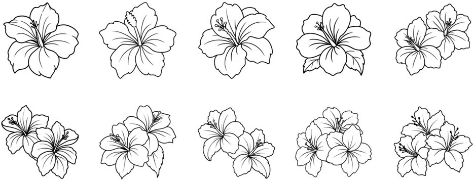 Set of Hibiscus Line Drawings, Coloring Pages