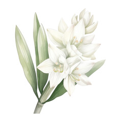Obraz premium Beautiful white flowers with green leaves isolated on a transparent background, perfect for nature and floral designs.